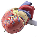 Модель серця людини RESTEQ 1:1. Серце анатомічна модель. Розбірна модель серця, фото 5