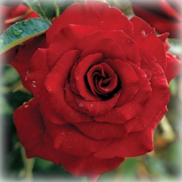 Троянда Ред Парфюм (Red Parfum), плетиста в контейнері, фото 1