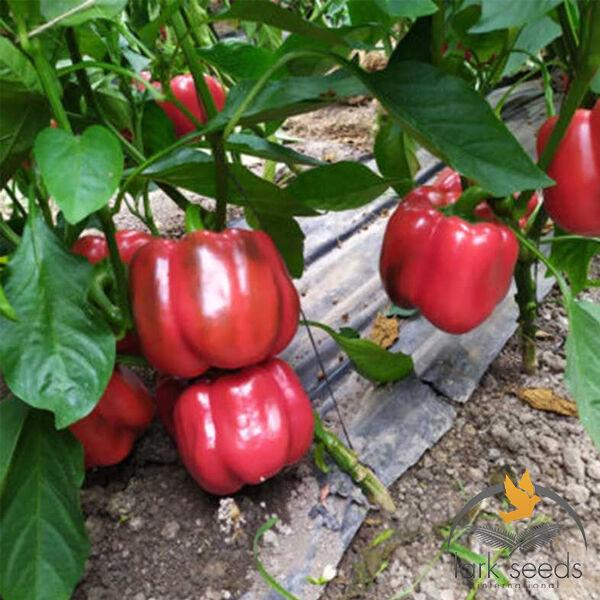 Аіда F1 (500 нас.) насіння перцю солодкого Spark Seeds, фото 1