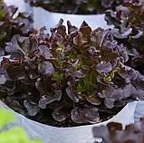 Салат Ред Боул 0.3г / Hem Zaden, фото 2