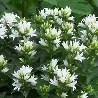 Саженцы Колокольчика скученного Дженти Вайт (Campanula glomerata Genti White) Р9