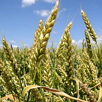 Семена озимой пшеницы Бонанза элита Saaten Union