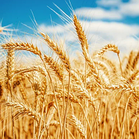 Пшеница озимая Балатон, 1-я репродукция (Saatbau)