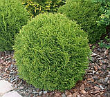 Туя західна Даніка С2 (Thuja occidentalis Danica), фото 4
