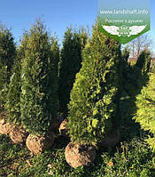 Thuja occidentalis 'Columna', Туя західна 'Колумна',WRB - ком/сітка,140-160см