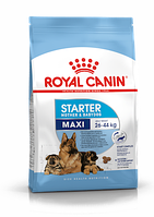 Сухой корм Royal Canin Maxi Starter для щенков больших пород 4 кг