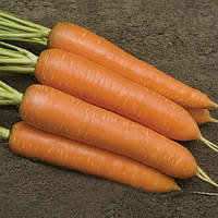Семена моркови Монанта (Monanta) Rijk Zwaan 250г