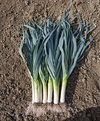 Насіння цибулі порей Матейко F1 (Matejko F1) Rijk Zwaan 2500