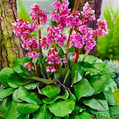 Саджанці Бергенія Cordifolia (Бадан серцелистний)