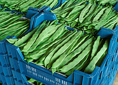 Насіння спаржевої квасолі Фестівал (Festival) Rijk Zwaan 250гр