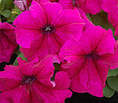 Леда Квіти Петунія Лімбо 100 н. бургунді