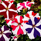 Леда Квіти Петунія Ламбада 100 н. суміш зірок