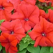 Леда Квіти Петунія Карлик 50 н.червоний.
