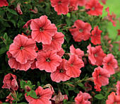 Леда Квіти Петунія Карлик 50 н. темно-лососева