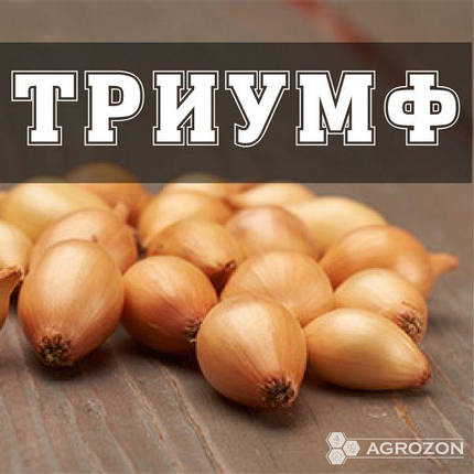Цибуля Тріумф TOP (R) - 10 кг, фото 2