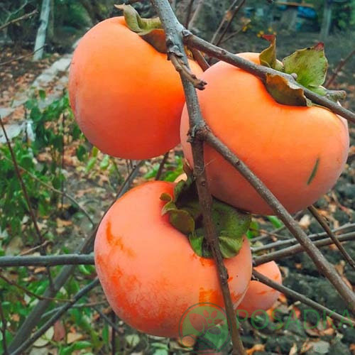 Саджанці хурми Божий дар (однорічний), фото 1