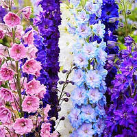 Дельфініум