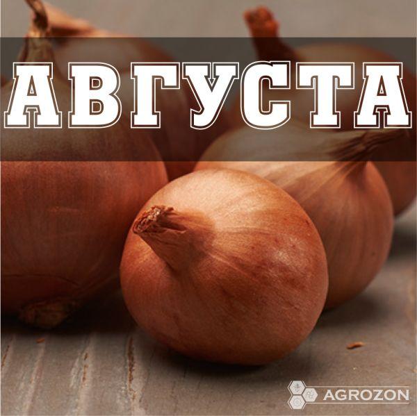 Цибуля Августа (Шекспір) TOP - 10 кг