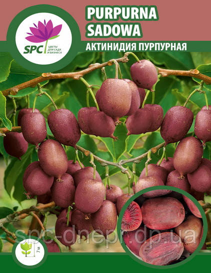 Актинідія пурпурова