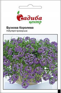 Насіння квітів лобулярія Бузкова Королева, 0,1 г, "Садиба-центр", Україна