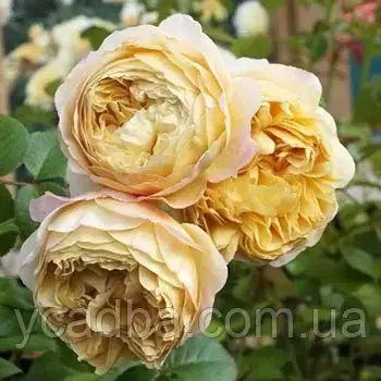 Роза англійська Чарльз Дарвін