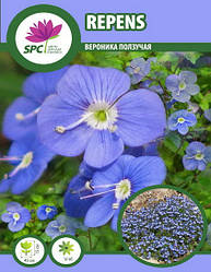 Вероніка повзуча Repens