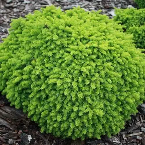 Ялина звичайна "Little Gem" С 2