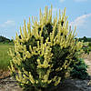 Сосна звичайна Білогон / C5 / h 80-100 / Pinus Bialogon, фото 9