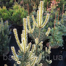Сосна звичайна Білогон / C5 / h 80-100 / Pinus Bialogon, фото 6