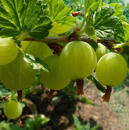 Агрус "Уайт сміт" у напівупакований, фото 1