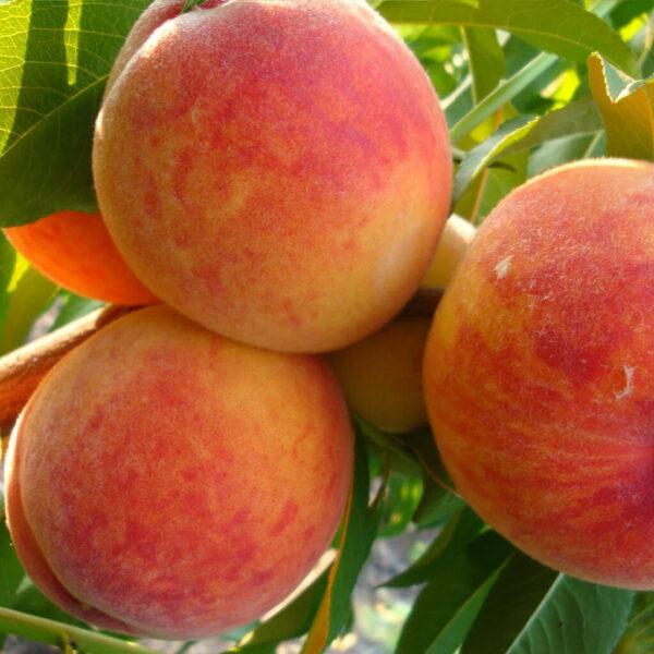 Саджанці персика "Лаурол" (пізній сорт, селекція США)