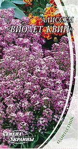 Насіння квітів Аліссум (Лобулярія) "Віолет Квін", однорічна, 0,2 г, "Насіння України", Україна
