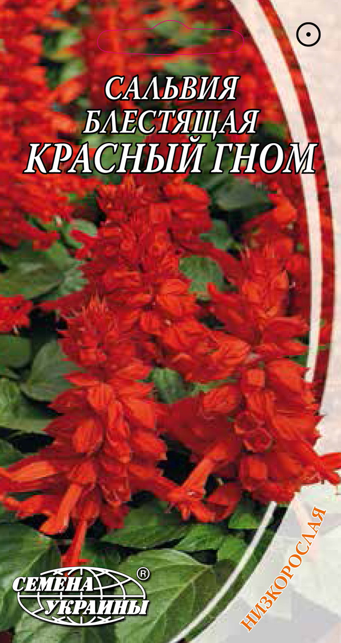 Насіння квітів Шавлія (Сальвія) блискуча "Червоний Гном", низькоросла, 0.3 г "Насіння України", Україна