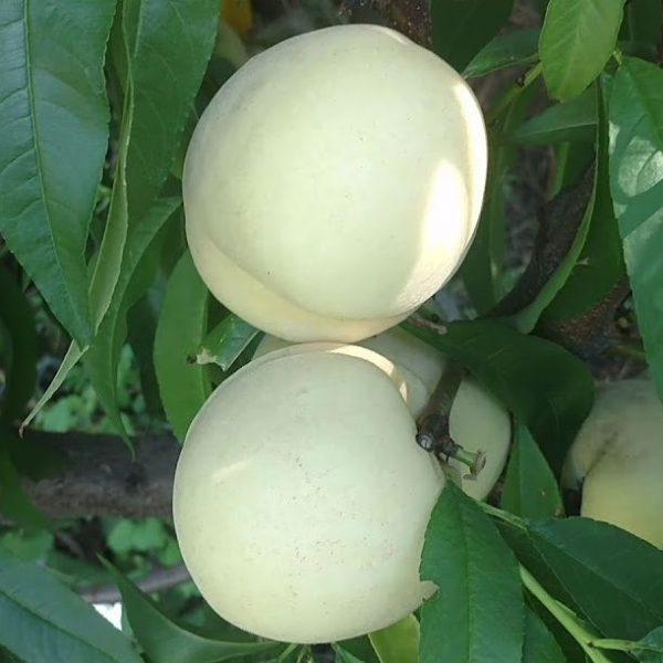 Саджанці персика "Айс Піч" (середньо-пізній сорт, селекція Німеччини), фото 1