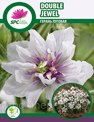 Герань лугова Double Jewel, фото 1