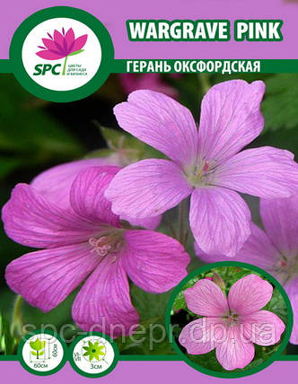 Герань оксфордська Wargrave Pink, фото 1