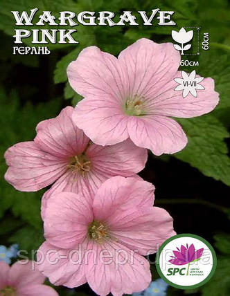 Герань оксфордська Wargrave Pink, фото 3