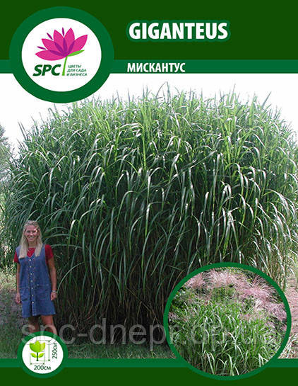 Міскантус Giganteus
