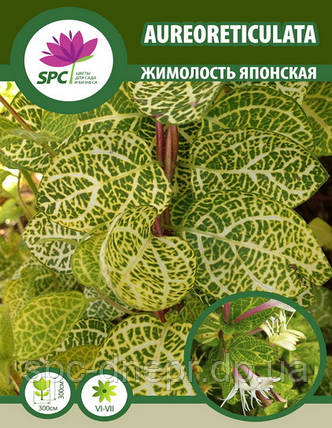 Жимолость японська Variegata, фото 1