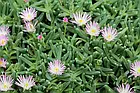 Саджанці Делосперми Герасіанум (Delosperma Harazianum) Р9, фото 2