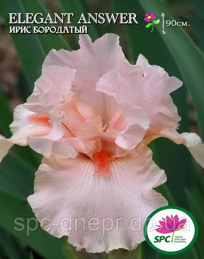 Ірис бородатий Elegant Answer