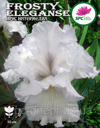 Ірис бородатий Frosty Elegance, фото 1