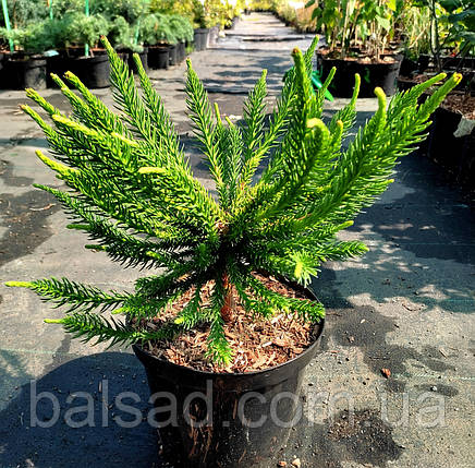 Криптомерія японська Дінжер / С4 / h 25-30 / Cryptomeria Dinger, фото 3