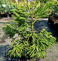 Криптомерія японська Спіраліс / С5 / 30-40 / Cryptomeria Spiralis, фото 4