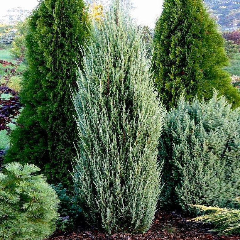 Саджанці Ялівцю скельного Сільвер Стар (Juniperus scopulorum Silver Star) Р9, фото 1