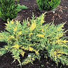 Саджанці Ялівцю середнього Блу енд Голд, 4-х річний (Juniperus рfitzeriana Blue and Gold) C3, фото 2