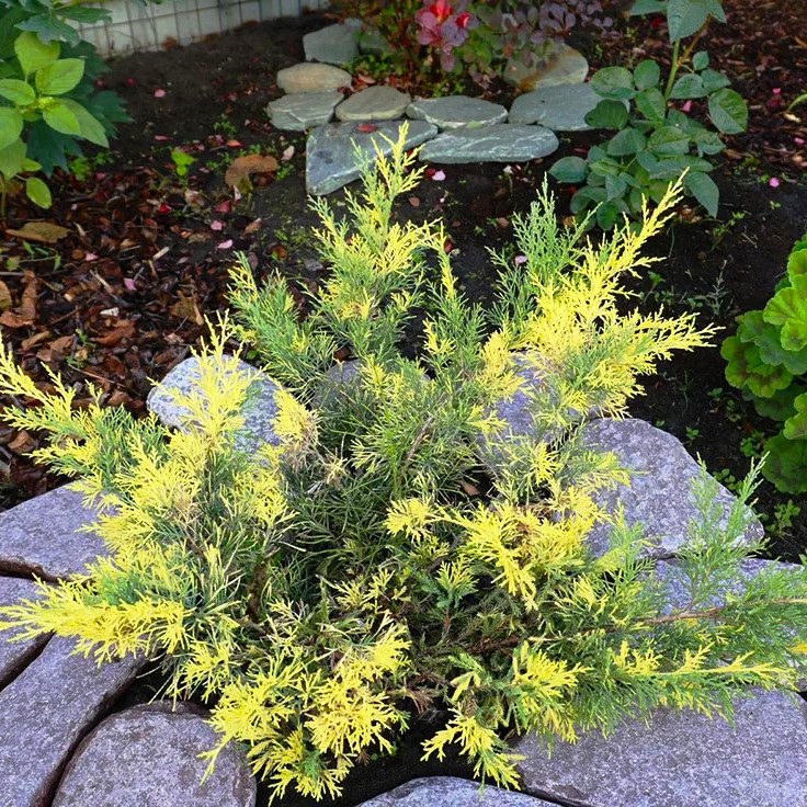 Саджанці Ялівцю середнього Блу енд Голд, 4-х річний (Juniperus рfitzeriana Blue and Gold) C3