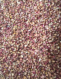 (від 20 кг) Повітря Чеснока посівний матеріал - насіння часнику