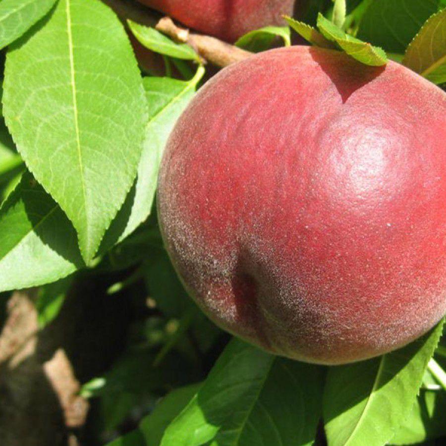 Саджанці персика "Екстрім 6" (ранньо-середній сорт, селекція Іспанії)