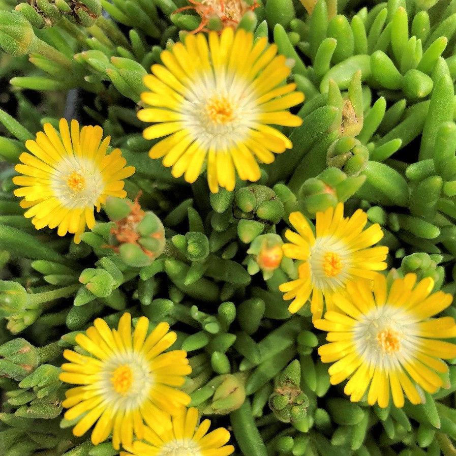 Саджанці Делосперми Йеллоу Айс Плант (Delosperma Yellow Ice Plant) Р9